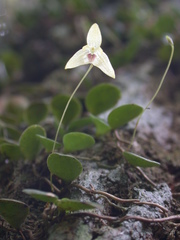 Bulbophyllum drymoglossum