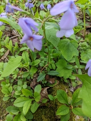 Phlox stolonifera