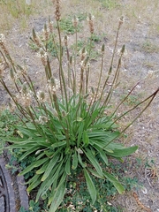 Plantago lanceolata
