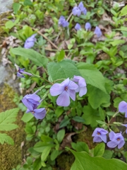 Phlox stolonifera