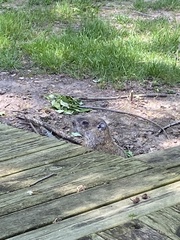 Marmota monax