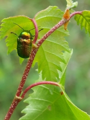 Cryptocephalus aureolus