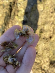 Padina pavonica