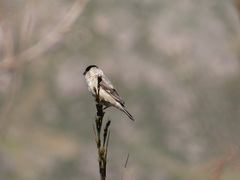 Sporophila pileata