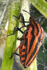 Graphosoma italicum italicum