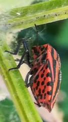 Graphosoma italicum italicum