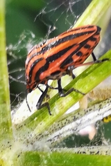 Graphosoma italicum italicum