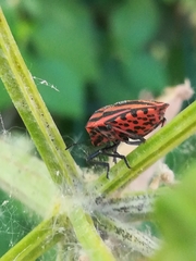 Graphosoma italicum italicum