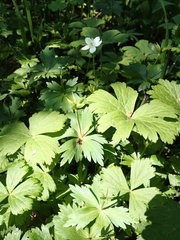 Anemonastrum baicalense