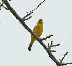 Sicalis flaveola