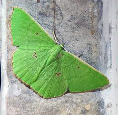 Ornithospila avicularia
