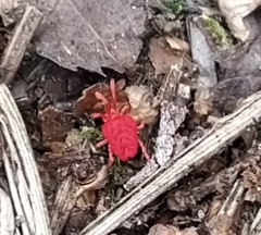 Trombidium holosericeum