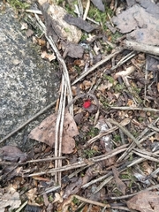 Trombidium holosericeum