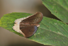 Tanaecia lepidea