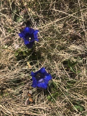 Gentiana acaulis
