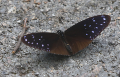 Euploea mulciber