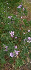 Malva sylvestris