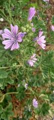Malva sylvestris