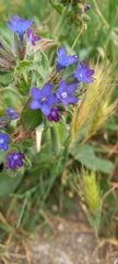 Anchusa officinalis