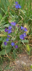 Anchusa officinalis