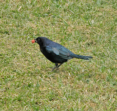 Molothrus bonariensis