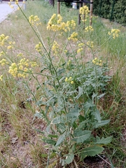 Sisymbrium loeselii