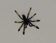 Psalmopoeus
