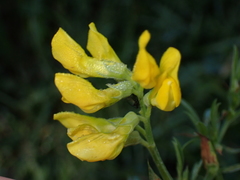 Lathyrus pratensis