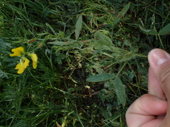 Lathyrus pratensis