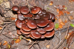 Hypholoma brunneum