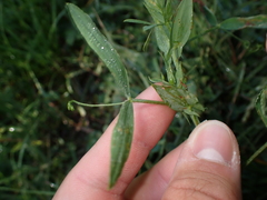 Lathyrus pratensis
