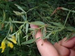 Lathyrus pratensis