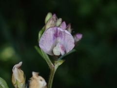 Vicia sepium