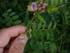 Vicia sepium
