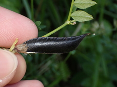 Vicia sepium