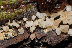 Physalacria australiensis