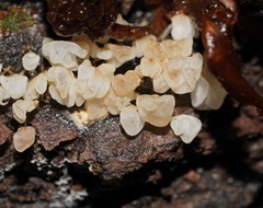 Physalacria australiensis