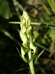Platanthera bifolia