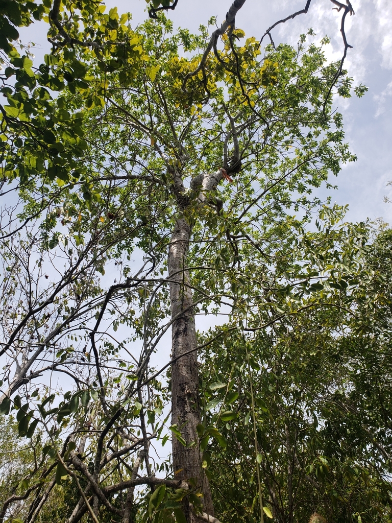 Bursera hollickii