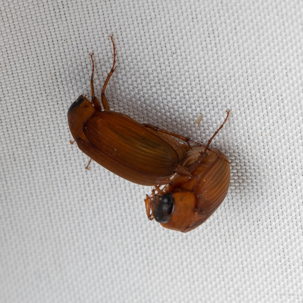 Asiatic Garden Beetle in May 2022 by evangrimes · iNaturalist