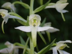 Platanthera bifolia