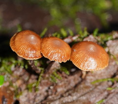 Kuehneromyces brunneoalbescens