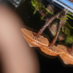 Kuehneromyces brunneoalbescens