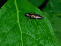 Tesolasomus trivittatus