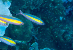 Pterocaesio chrysozona