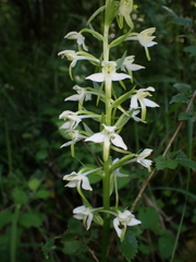 Platanthera bifolia