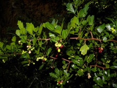 Searsia tripartita