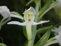 Platanthera bifolia
