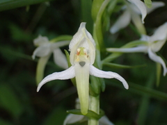 Platanthera bifolia