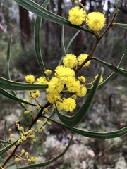 Acacia gladiiformis